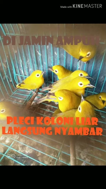 Mp3 pikat pleci liar terjamin panen