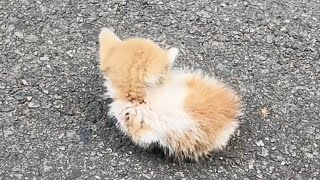 The hungry stray kitten sits bewildered by the roadside, quietly unsure of what it is waiting for.