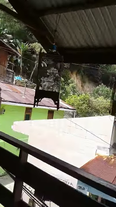 burung kenari suara pendek tapi nyari