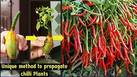 Simple & Best Method To Grow Chilli🌶 Plant With Pointed Gourd| Grow Chili Plant| Chilli| Home Garden