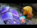  giant clams hidden under stones nurturing charming precious purple pearls so beautiful