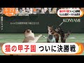 【もふ猫NEWS】猫の甲子園決勝戦がついに始まる