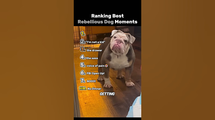 Ranking The Top 7 Best Rebellious Dog Moments