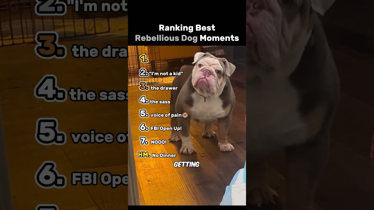 Ranking The Top 7 Best Rebellious Dog Moments
