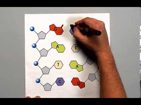 Complementary Base Pairing