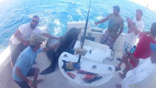 Poncho the sea lion jumps aboard our ship to take our fish in Cabo San Lucas