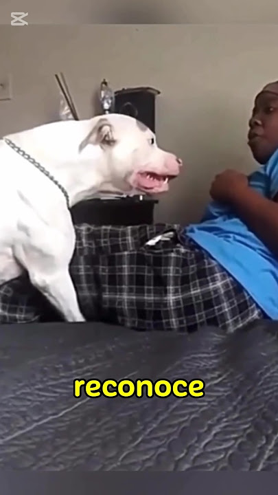 This pit bull was about to attack its owner #pitbull #dogs #animals