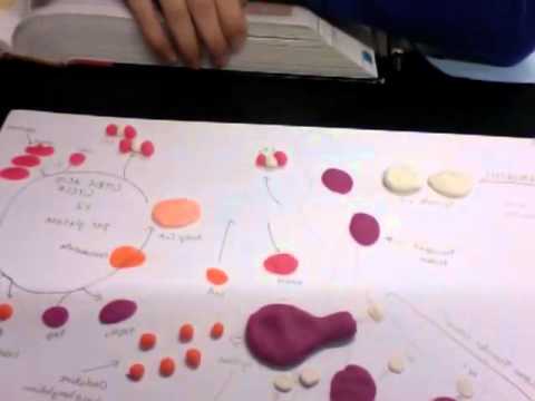 Chapter 9 Cellular Respiration Model Youtube