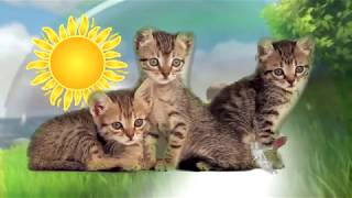 Little kittens play and have fun. Cartoon for children. Маленькие котята МУЛЬТФИЛЬМ Little kittens play and have fun. Cartoon for children. Маленькие котята МУЛЬТФИЛЬМ