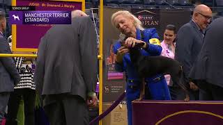 Manchester Terriers (Standard) | Breed Judging 2024