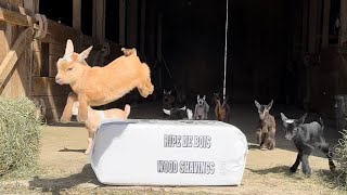 Goat baby party time !