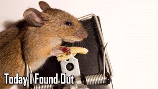 The Truth About Whether Mice Actually Like Cheese