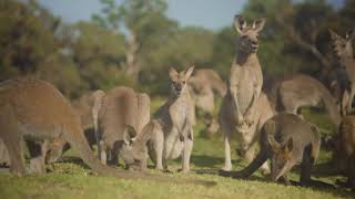 Kangaroo Walkthrough relaxation time