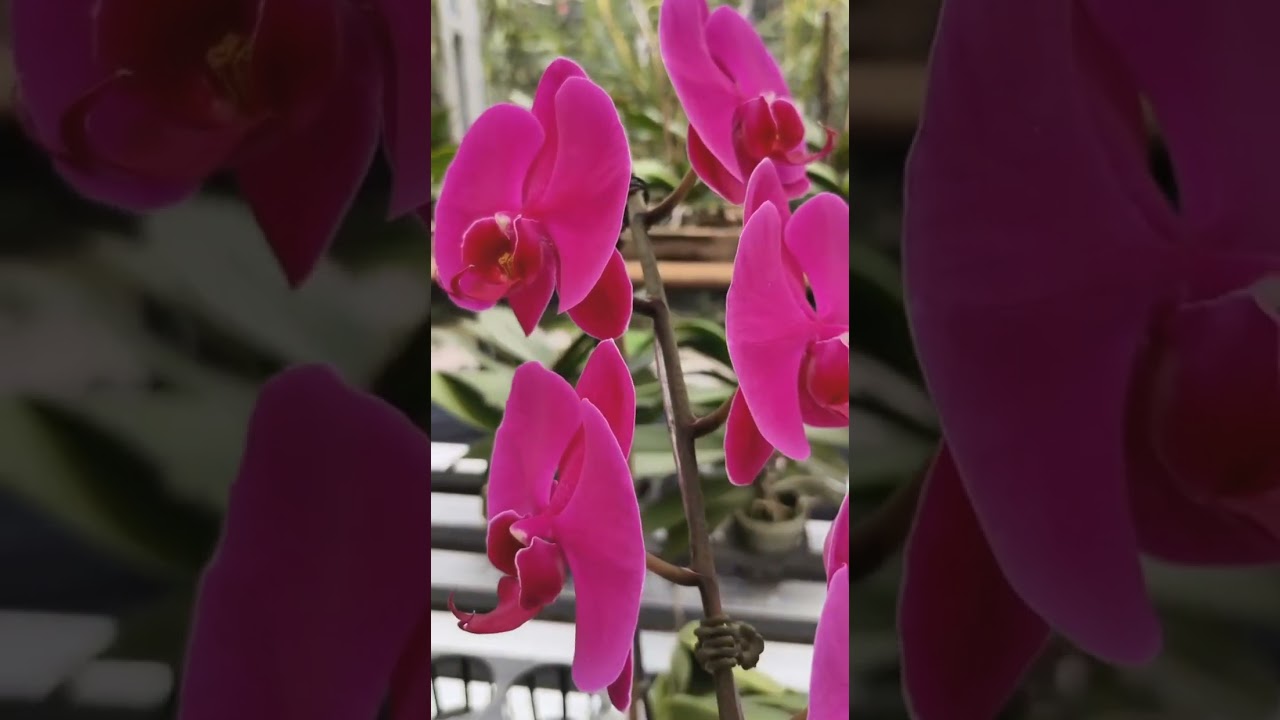 Googlemaps @LestariOrchids Bandung. 