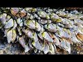 Barnacles cleanup - satisfying (Episode 550)