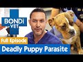 Removing a Deadly Parasite From an Australian Puppy | FULL EPISODE | E10 | Bondi Vet