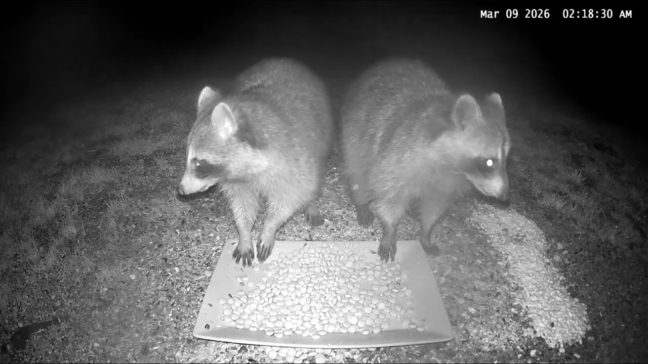 Overnight Wildlife Compilation March 9, 2026  Ohio Backyard