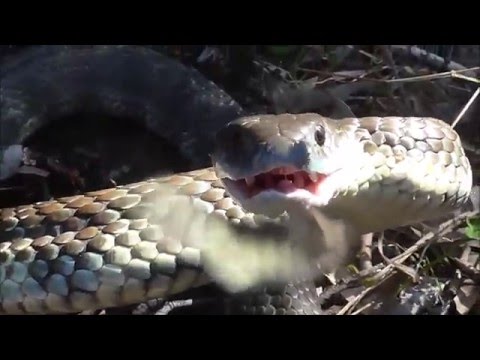 Video: Oosterse Verenigbaarheidshoroscoop: Tiger And Snake