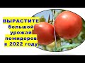 Вырастите большой урожай помидоров в 2022 году