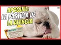 💘 APOQUEL PARA PERROS CON PICOR 💘 DOSIS, MECANISMO DE ACCIÓN, COMPOSICIÓN, EFECTOS SECUNDARIOS