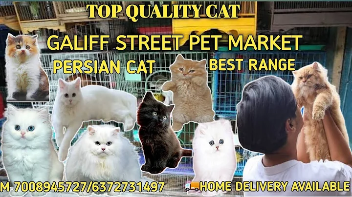 Video 11672741: persian cat kitten pet, quality persian cat kitten, persian cat low, fish persian cat