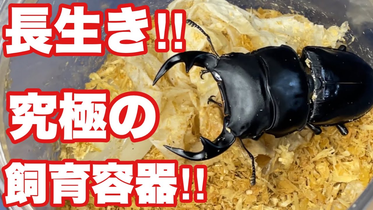オオクワが極限まで長生きする究極の飼育容器はこれ‼︎