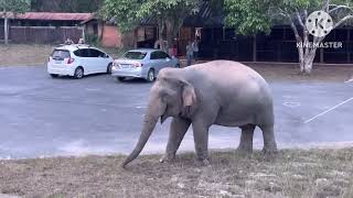 พี่เดี่ยวบอกผมมาเยี่ยมไม่ต้องตกใจ😄 #elephant #wildlife #เขาใหญ่ #มรดกโลก