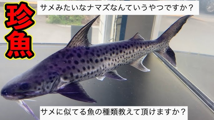 まるでサメ マニアクイズ この激レアのナマズを知ってるかい 大型魚界隈の怪魚 珍魚 愛魚 ご紹介 In アクアリウム プロショップ ピンポイントさん Youtube まるでサメ マニアクイズ この激レアのナマズを知ってるかい 大型魚界隈の怪魚 珍魚 愛魚 ご紹介 In アクアリウム プロショップ ピンポイントさん Youtube