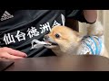 【悲報】息子とポメくんが喧嘩しています…