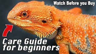 Bearded Dragon Care Made Simple!