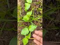 This is the low of nature !! 🌱 #viralvideo #short #shorts