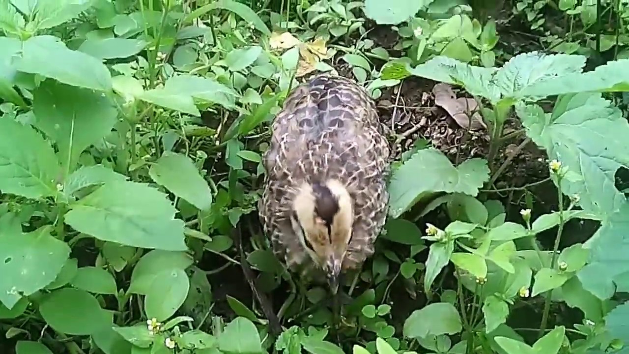 Ayam Hutan Merah Klasifikasi Dan Makanan Kesukaannya Daftarhewan Com