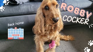 🐶🐾🐕 English Cocker Spaniel - Robby by Robby Cocker 1,065 views 1 year ago 1 minute, 9 seconds