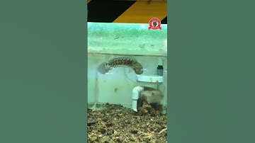 Nuôi cá lóc yellow thường lên batik thì có được gọi là yellow batik không