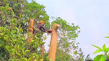 Anh Thợ Cắt Hạ Cây Gáo Vàng Ranh Đoạn Từng Khúc - Siêu Kỹ Thuật | Tập 347