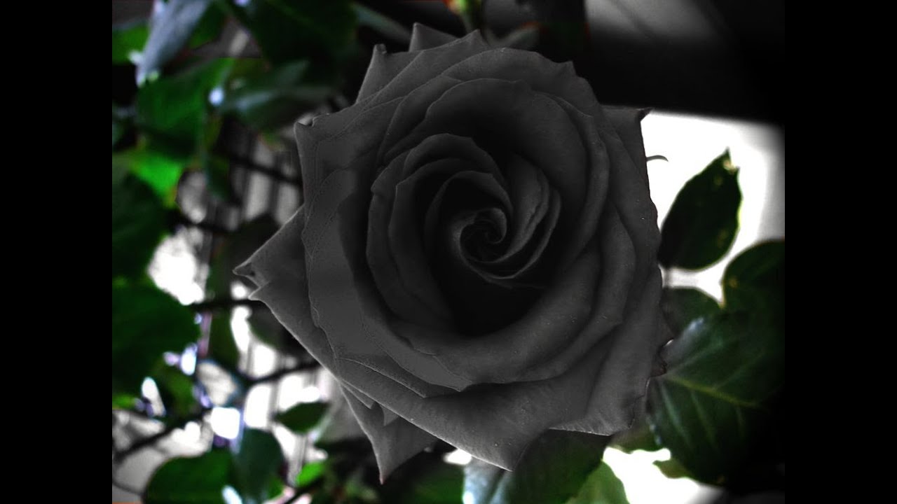 Black Roses Black Roses Meaning Youtube