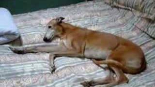 Lazy Greyhound.