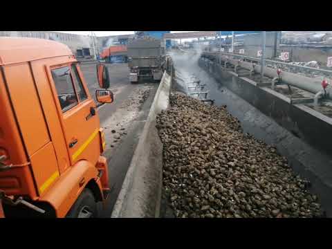 Выгрузка сахарной свёклы. Гидровыгрузка свёклы. Колпнянский сахарный завод.