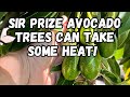 Growing a  sir prize  avocado tree  loaded with fruit  heat and cold hardy