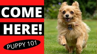 Come When Called - 3 Tips for the PERFECT Puppy Recall!