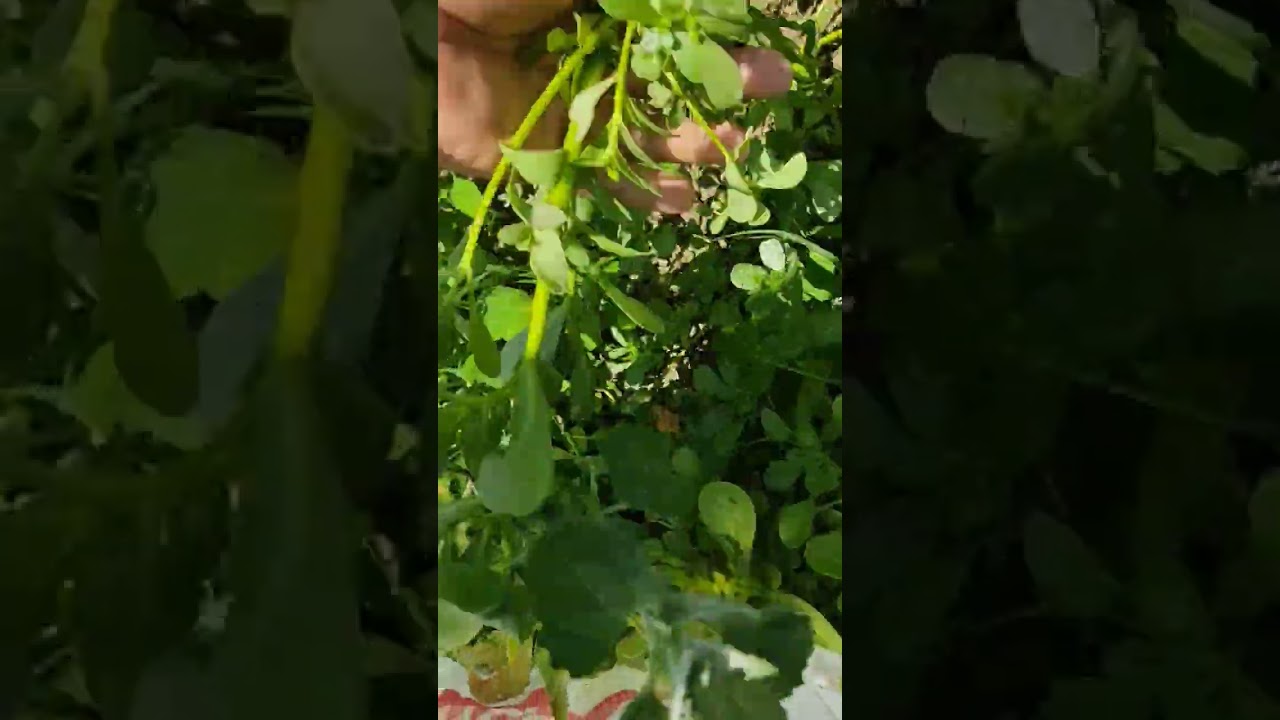 Salata ???? ve yemek tarifi için semizotu topluyorum Salata ???? ve yemek tarifi için semizotu topluyorum