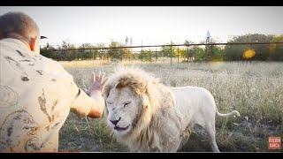 ОЧЕНЬ АДРЕНАЛИНОВОЕ ВИДЕО !!! Смеркалось ...и львы стали сами делить мясо ... ОЧЕНЬ АДРЕНАЛИНОВОЕ ВИДЕО !!! Смеркалось ...и львы стали сами делить мясо ...