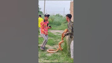 KING COBRA SNAKE PRANK ON PUBLIC PART 44 #shorts