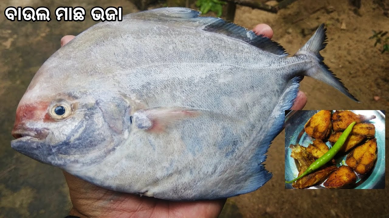 Big Sea Pomfret Fish Fry Recipe !!! Yummi... YouTube