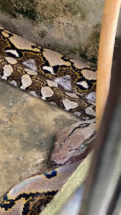 ULAR PYTHON BESAR VIRAL DI ROKAN HULU.!! #snake #ular #animals # ...