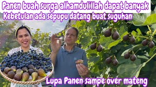 PANEN BUAH SURGA &amp; ANGGUR MERAH UNTUK SEPUPU || LUPA PANEN SAMPE OVER MATENG 