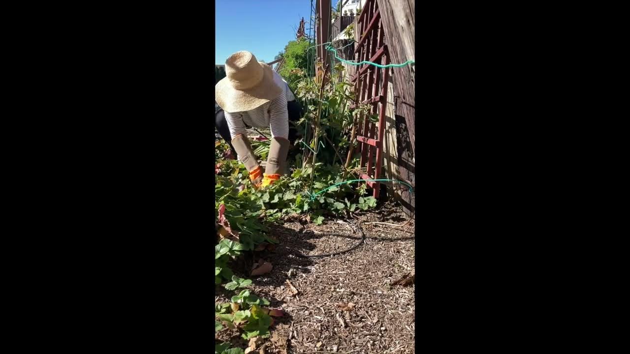 Boysenberry Pruning YouTube