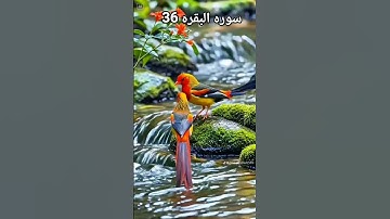 وإذ فرقنا بكم البحر #سورة البقرة الآية 50
