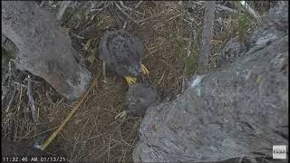 Poop Shoot - Possible Fishing Line - Feeding for Hope - January 13, 2021 - Captiva Bald Eagles