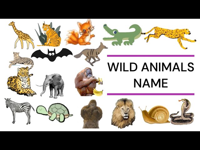 Wild Animals Names And Descriptions In English